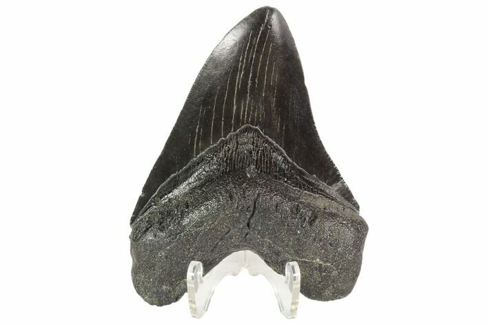 Fossil Megalodon Tooth - Georgia #101496